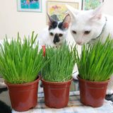 TNC Garden Groups Kedi Çimi 12 cm'lik Saksıda 10 Adet