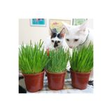 tnc garden groups Kedi Çimi 12 cm'lik Saksıda 3 Adet