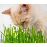 tnc garden groups Kedi Çimi 12 cm'lik Saksıda