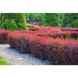 TNC Garden Groups Kırmızı Berberis – Kadın Tuzluğu – Berberis Thunbergii 3 Adet
