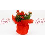 TNC Garden Groups KIRMIZI KALANŞO ÇİÇEĞİ - SEVGİLİLER GÜNÜ ve ÖZEL GÜN HEDİYESİ