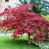 tnc garden groups Kırmızı Yapraklı Japon Akçaağaç Acer Palmatum Atropurpureum 10 Adet