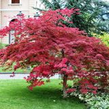 tnc garden groups Kırmızı Yapraklı Japon Akçaağaç Acer Palmatum Atropurpureum 2 Adet