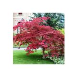 tnc garden groups Kırmızı Yapraklı Japon Akçaağaç Acer Palmatum Atropurpureum 3 Adet
