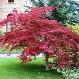 TNC Garden Groups Kırmızı Yapraklı Japon Akçaağaç Acer Palmatum Atropurpureum