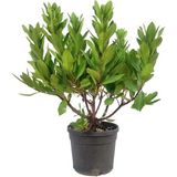 TNC Garden Groups Kocayemiş (Arbutus Unedo) Fidanı 2 Adet