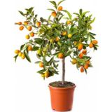 TNC Garden Groups Kumkuat (Kamkat) Citrus Fortunella 3 Yaş Tüplü ve Aşılı