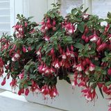 tnc garden groups Küpeli Çiçeği - Fuschsia