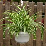 TNC Garden Groups Kurdele Çiçeği – Chlorophytum comosum 10 Adet