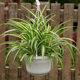 TNC Garden Groups Kurdele Çiçeği (Chlorophytum Comosum) - Askılı Saksıda 5 Adet