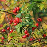 TNC Garden Groups Kuşburnu Fidanı Rosa Canina 3 Adet