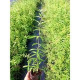 TNC Garden Groups Limon Melisa - Melissa Officinalis 10 Adet