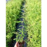 TNC Garden Groups Limon Melisa - Melissa Officinalis 3 Adet