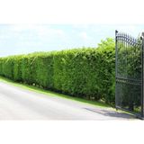 TNC Garden Groups Limoni Servi (Cupressus Macrocarpa Goldcrest) 5 Adet