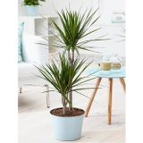TNC Garden Groups Madagaskar Dragon Ağacı – Dracaena Marginata 2 Gövdeli Yeşil