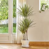 tnc garden groups Madagaskar Dragon Ağacı – Dracaena Marginata 3 Gövdeli Yeşil