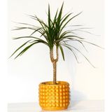 TNC Garden Groups Madagaskar Dragon Ağacı – Dracaena Marginata 40 cm Turuncu Saksıda