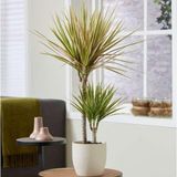 TNC Garden Groups Madagaskar Dragon Ağacı – Dracaena Marginata Alacalı 2 Gövdeli