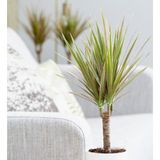 TNC Garden Groups Madagaskar Dragon Ağacı – Dracaena Marginata -Alacalı Tek Gövdeli