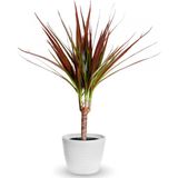 tnc garden groups Madagaskar Dragon Ağacı – Dracaena Marginata - Tek Gövdeli Bordo