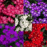TNC Garden Groups Mine Çiçeği 3 Adet Saksılı - Verbena Yer Minesi