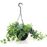 TNC Garden Groups Mini Hedera Alacalı Salon Sarmaşığı- (Hedera Helix Variegata) Askılı Saksıda 10 Adet