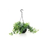 tnc garden groups Mini Hedera Alacalı Salon Sarmaşığı- (HEDERA HELİX VARİEGATA) Askılı Saksıda