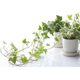 TNC Garden Groups Mini Hedera Salon Sarmaşığı- Alacalı&Yeşil Askılı Saksıda 2 Adet
