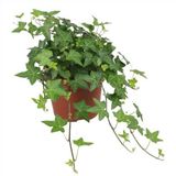tnc garden groups Mini Hedera Salon Sarmaşığı- (Hedera Helix Green) Askılı Saksıda 2 Adet