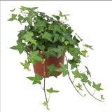 TNC Garden Groups Mini Hedera Salon Sarmaşığı- (Hedera Helix Green) Askılı Saksıda