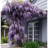 TNC Garden Groups Mor Salkım Fidanı Wisteria Sinensis 2 Adet