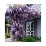 TNC Garden Groups Mor Salkım Fidanı Wisteria Sinensis 80-100 cm