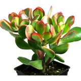 TNC Garden Groups Para Çiçeği – Crassula Ovata 10 Adet
