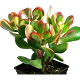 TNC Garden Groups Para Çiçeği – Crassula Ovata 20 Adet