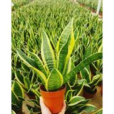 TNC Garden Groups Paşa Kılıcı - Peygamber Kılıcı (Sansaveria Trifasciata) 20-30 cm