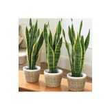 tnc garden groups Paşa Kılıcı - Peygamber Kılıcı (sansaveria Trifasciata) 20 Cm 3 Adet