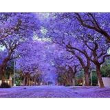 TNC Garden Groups Pavlonya Fidanı Paulownia Tementosa 30-50 cm 3 Adet