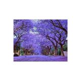 TNC Garden Groups Pavlonya Fidanı Paulownia Tementosa 30-50 cm 5 Adet