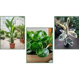 TNC Garden Groups Peperomia & Alacalı Kauçuk & Starliçe