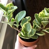 TNC Garden Groups Peperomia optusifolia Saksılı Hediyelik Bitki