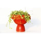TNC Garden Groups Pilea Glauca Dostluk Çiçeği Dekoratif Kırmızı Saksıda