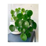 tnc garden groups Pilea Peperomioides - Para Bitkisi 20-40 Cm