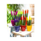 tnc garden groups Renkli Paşa Kılıcı – Sansevieria Velvet