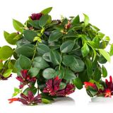 tnc garden groups Ruj Çiçeği (aeschynanthus) - Askılı Saksıda