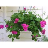 tnc garden groups Sakız Sardunya – Pelargonium Peltatum (ASKILI SAKSIDA)