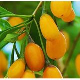 TNC Garden Groups Sarı Goji Berry Fidanı 10 Adet