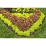 TNC Garden Groups Sarı Sedum - Sedum mexicanum 45 Adet