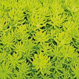 TNC Garden Groups Sarı Sedum - Stonecrop Askılı Saksıda 2 Adet