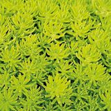 TNC Garden Groups Sarı Sedum - Stonecrop Askılı Saksıda 3 Adet