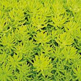 TNC Garden Groups Sarı Sedum - Stonecrop Askılı Saksıda 5 Adet